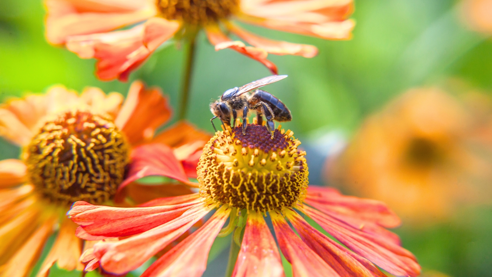 Close-up of a honey bee drinking nectar from a vibrant, colorful flower.