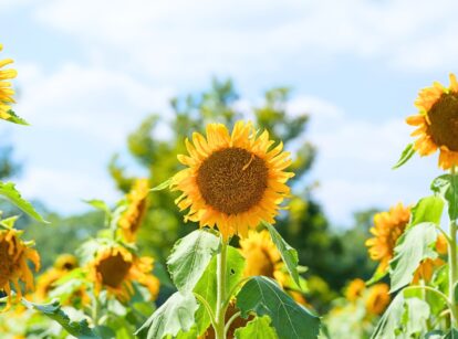 A close-up of vibrant yellow sunflowers against a clear blue sky, with detailed petals, a textured center, and a few broad leaves.