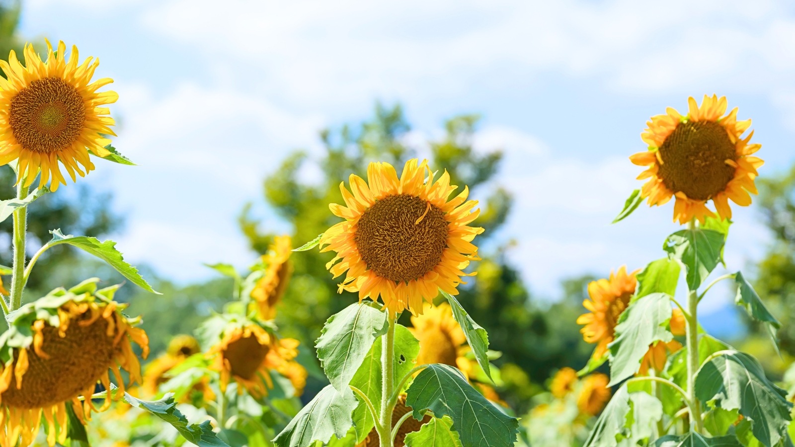 A close-up of vibrant yellow sunflowers against a clear blue sky, with detailed petals, a textured center, and a few broad leaves.