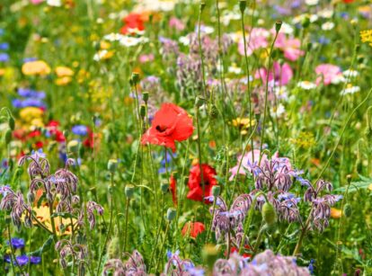 Colorful flower mix in the garden with blooming poppies, cosmos, borage, and other varieties.