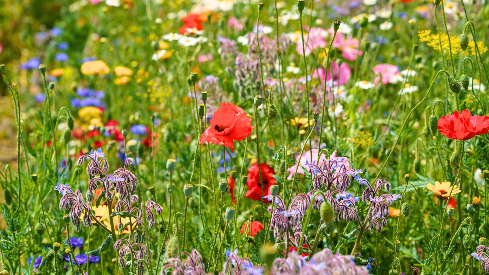 Colorful flower mix in the garden with blooming poppies, cosmos, borage, and other varieties.