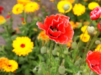 Beautiful red poppy and yellow calendula flowers blooming side by side in a garden.