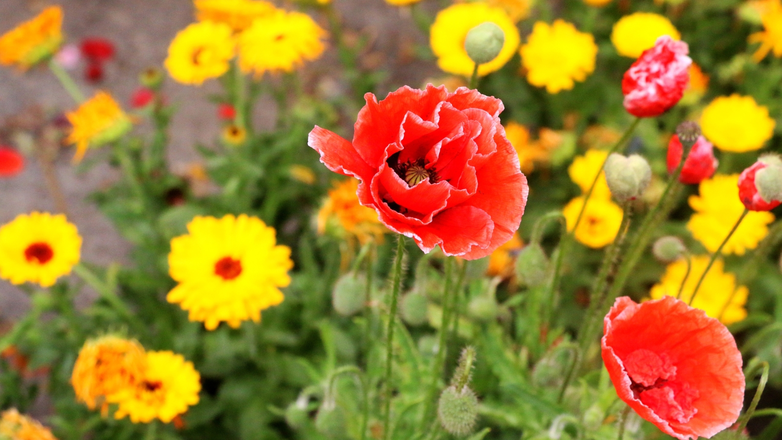 Beautiful red poppy and yellow calendula flowers blooming side by side in a garden.