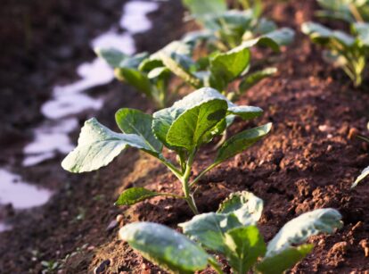 Young cauliflower seedlings growing in a row in moist, dark brown soil in a spring garden, showing small, tender green leaves.