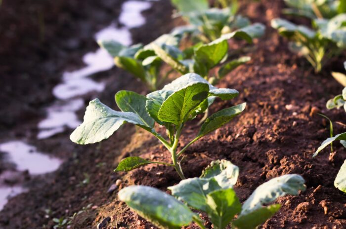 Young cauliflower seedlings growing in a row in moist, dark brown soil in a spring garden, showing small, tender green leaves.