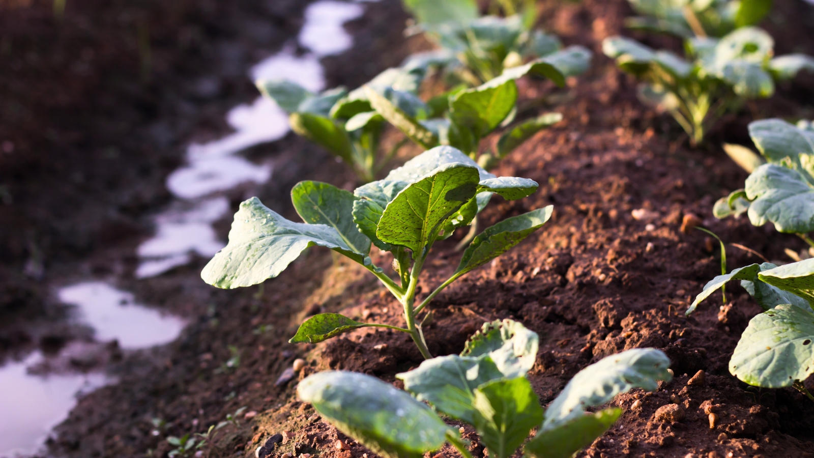 Young cauliflower seedlings growing in a row in moist, dark brown soil in a spring garden, showing small, tender green leaves.