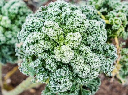 Kale plant with frosted leaves growing in the garden.