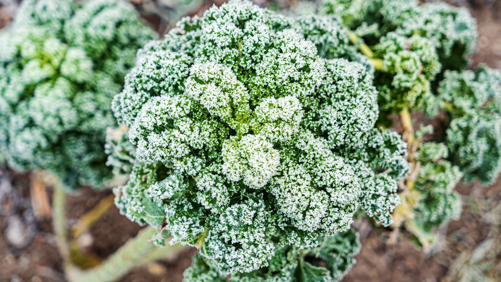 Kale plant with frosted leaves growing in the garden.