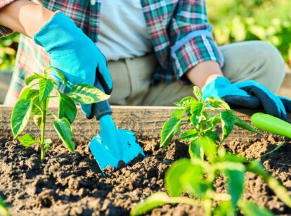 A female gardener uses a blue spatula to dig the soil in a raised bed with growing pepper seedlings.