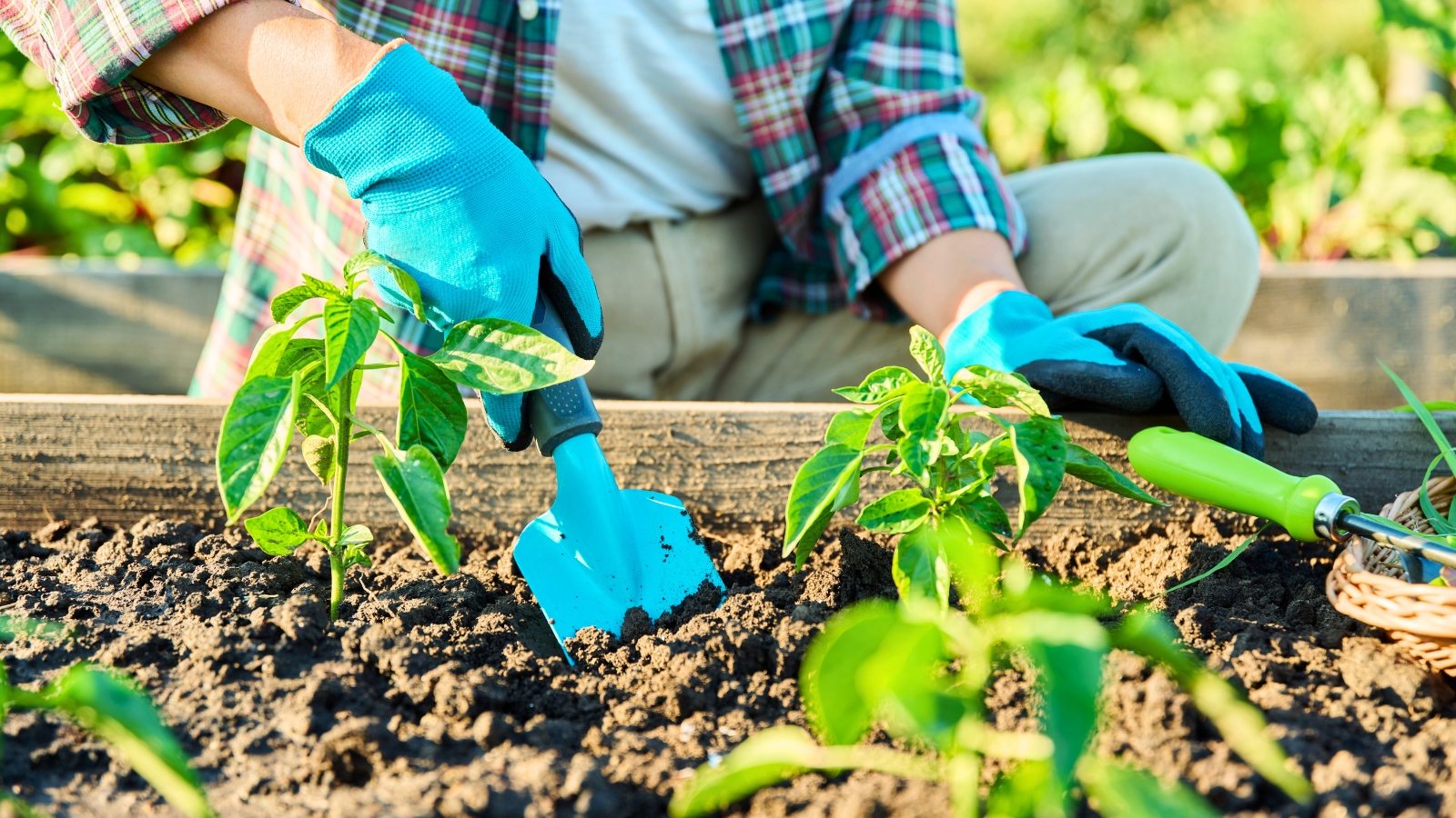 A female gardener uses a blue spatula to dig the soil in a raised bed with growing pepper seedlings.