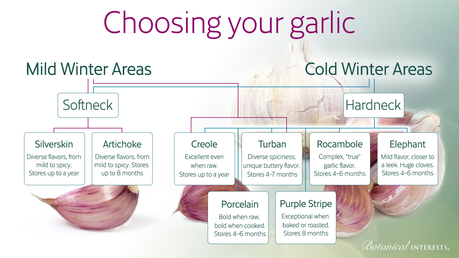 garlic flow chart