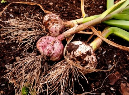 Three freshly harvested garlic bulbs lying on the ground, ready for storing.