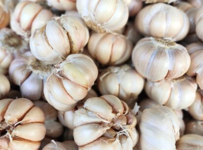 A pile of garlic heads with white papery coverings, showing individual cloves grouped together.