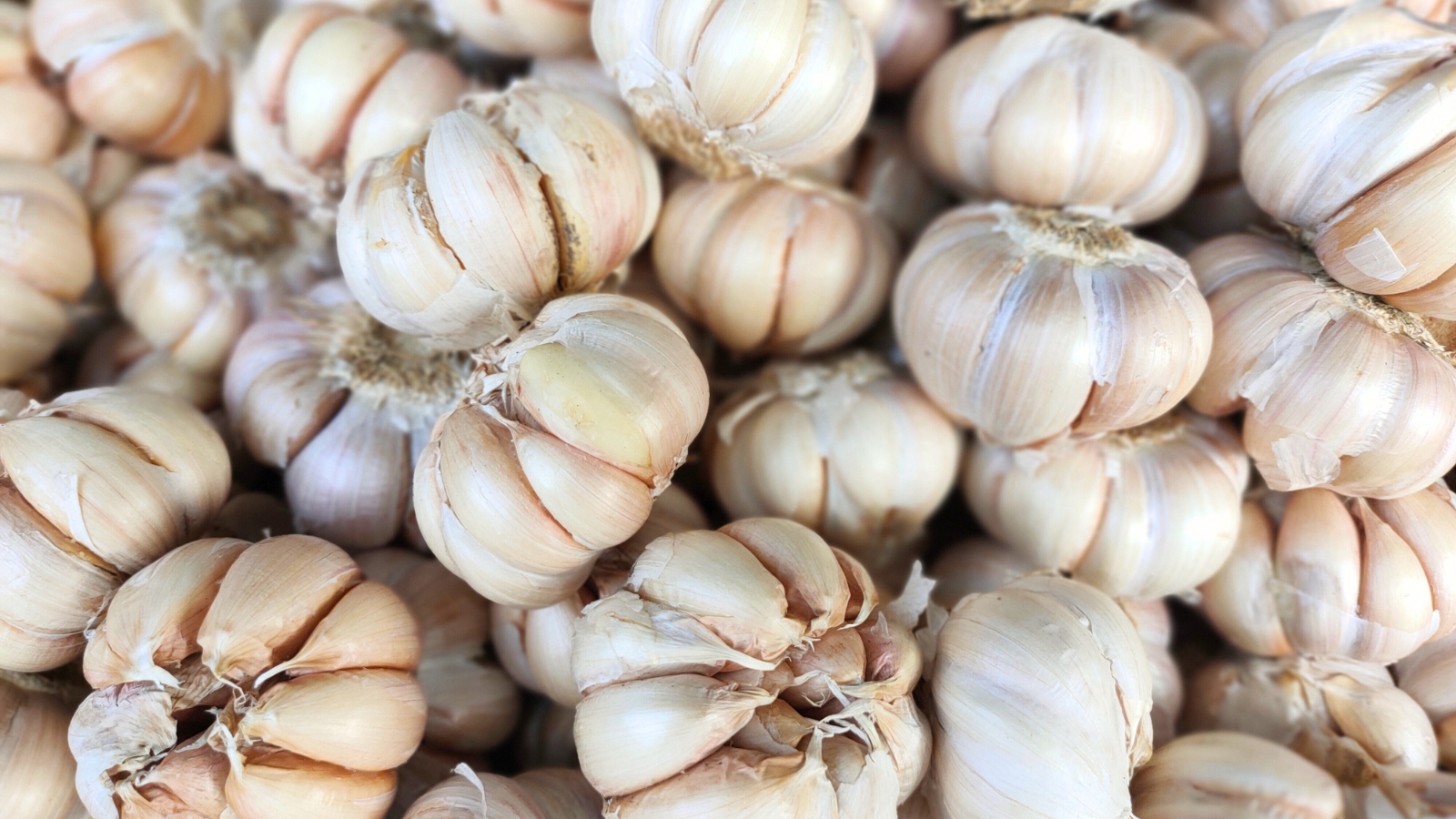 A pile of garlic heads with white papery coverings, showing individual cloves grouped together.