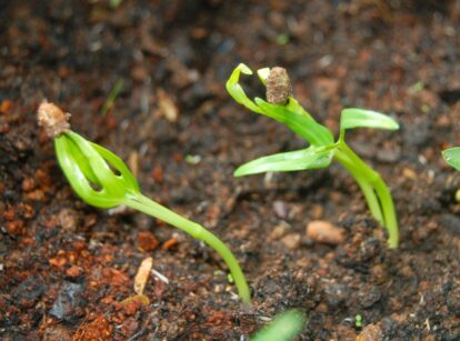 Close-up of water spinach seedlings sprouting from moist, dark brown soil, with tender green leaves emerging.