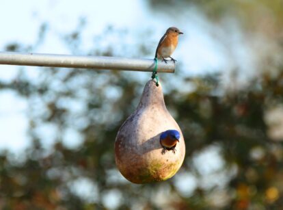 A birdhouse made from a pumpkin, with one blue bird perched on top and another inside the birdhouse.