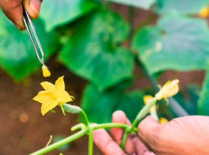 Man manually pollinating a cucumber flower using tweezers.