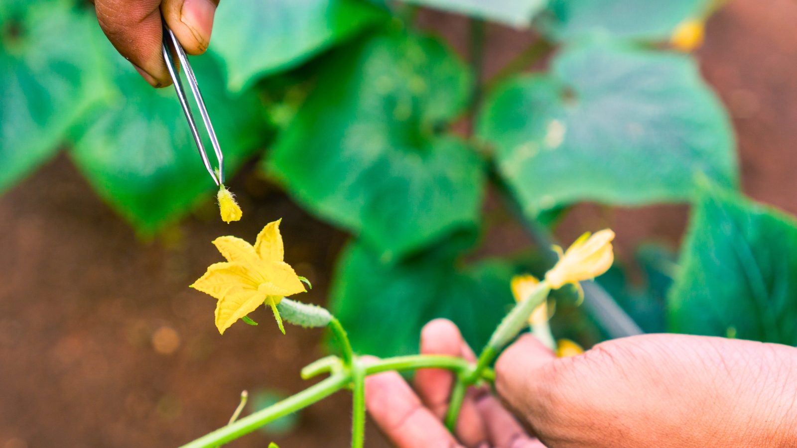 Man manually pollinating a cucumber flower using tweezers.