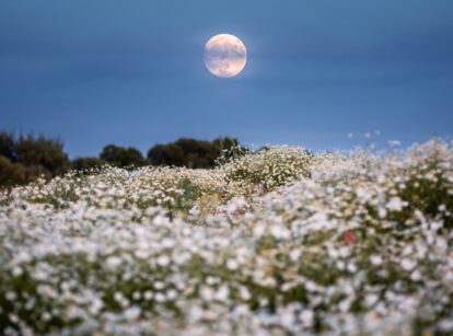 The full moon casts a soft glow over a field of blooming wildflowers.