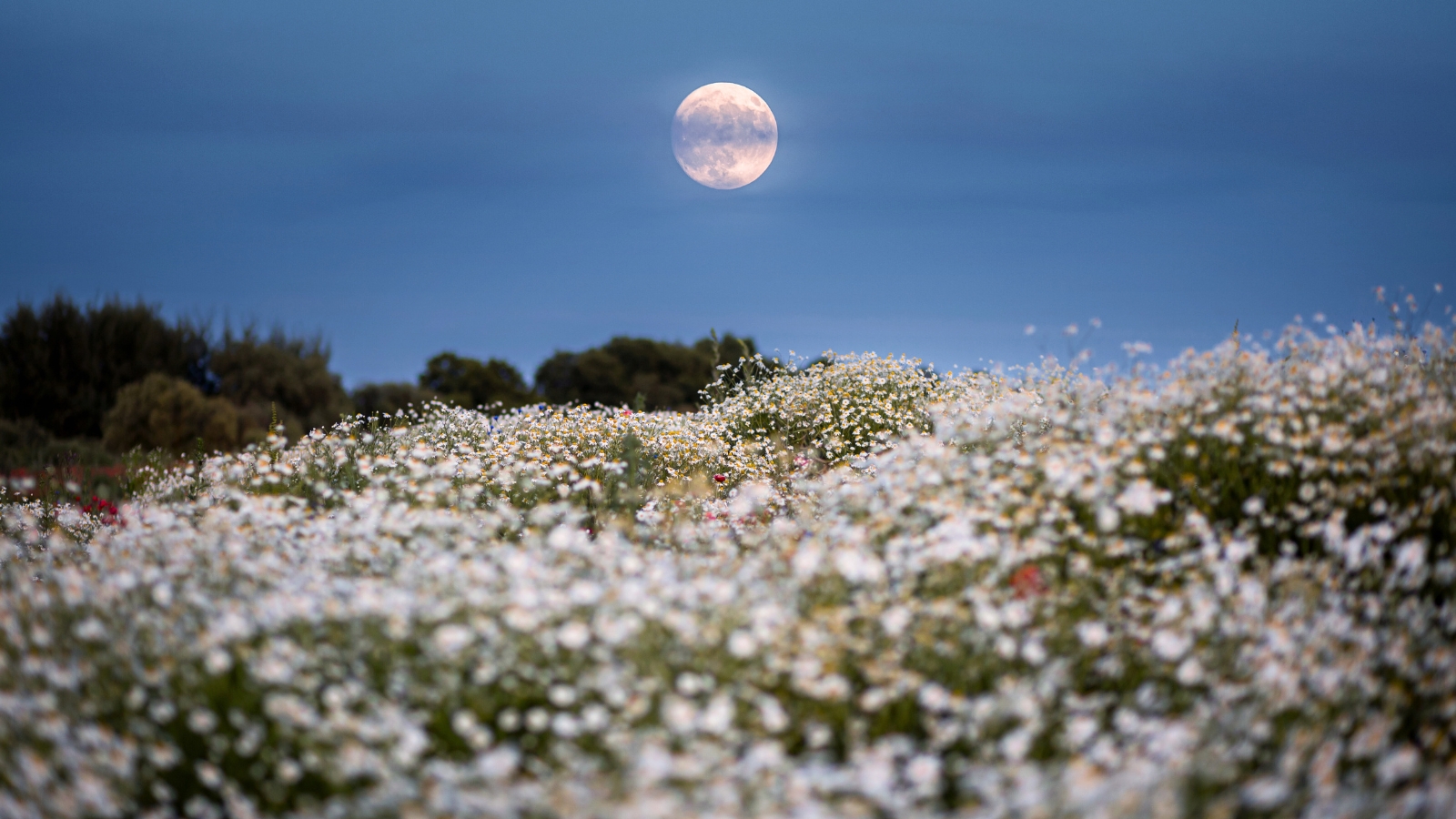 The full moon casts a soft glow over a field of blooming wildflowers.