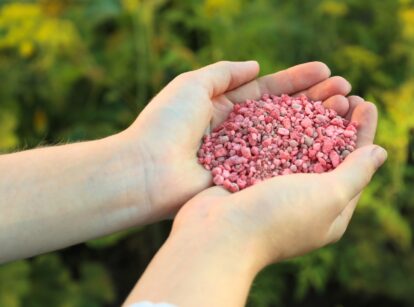 Gardener's hands holding pink fertilizer for plants.