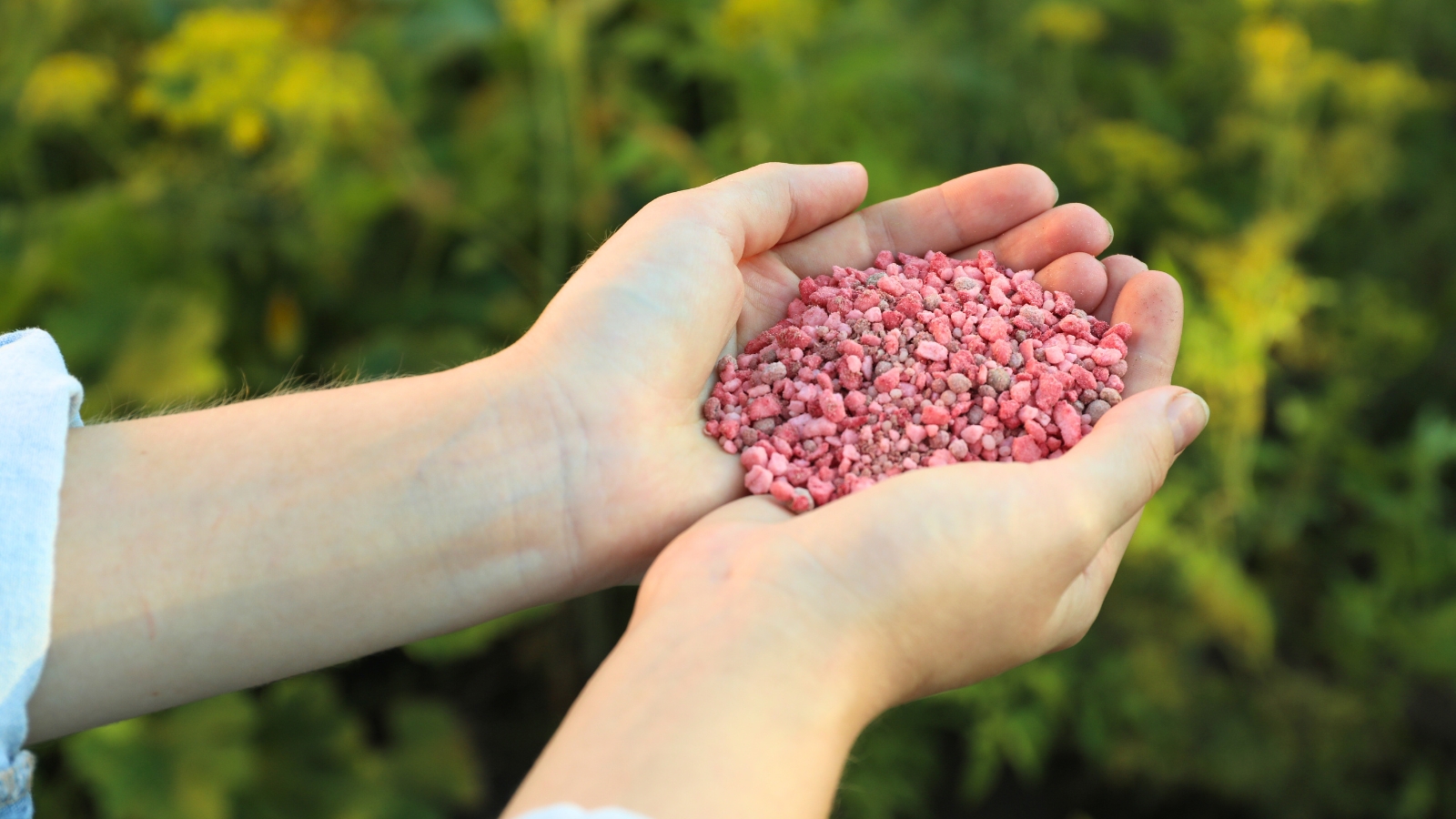 Gardener's hands holding pink fertilizer for plants.