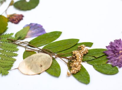 Flattened flower, dried flowers, and herbs arranged on a white sheet of paper.