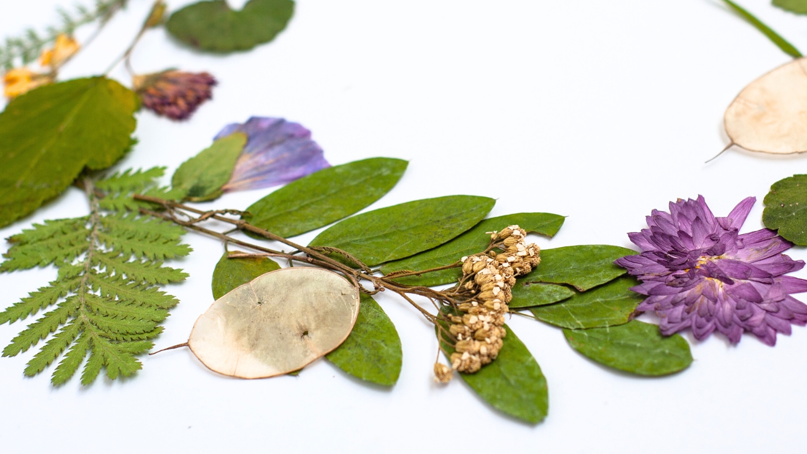 Flattened flower, dried flowers, and herbs arranged on a white sheet of paper.