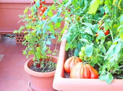 Red tomatoes in containers on a balcony, showcasing how to grow food in containers and small spaces.