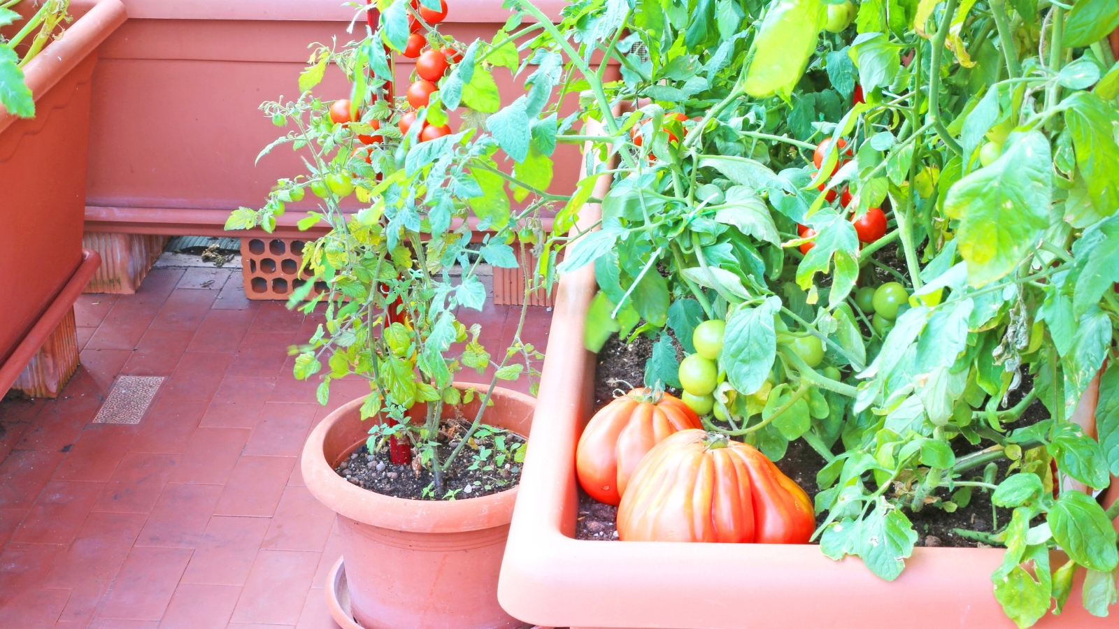 Red tomatoes in containers on a balcony, showcasing how to grow food in containers and small spaces.