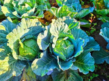 Cabbage beds growing in the garden on a crisp autumn day