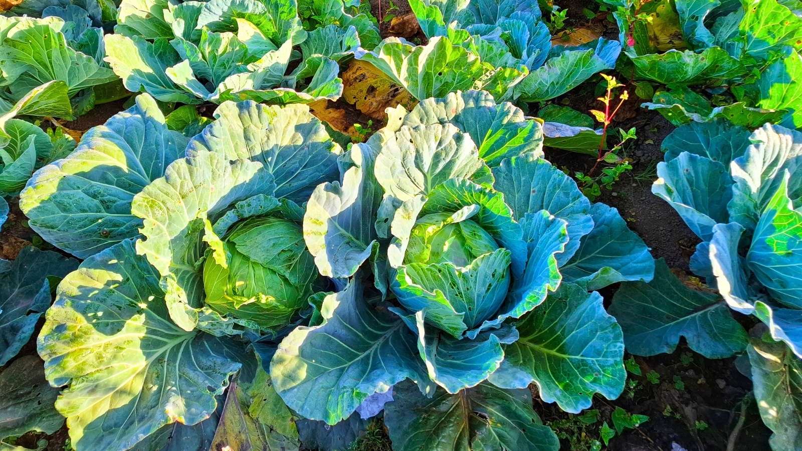 Cabbage beds growing in the garden on a crisp autumn day