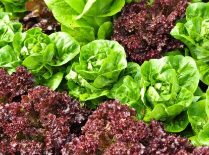 Lettuce varieties, including head lettuce and red romaine, growing in a garden bed with vibrant green and reddish-purple leaves.