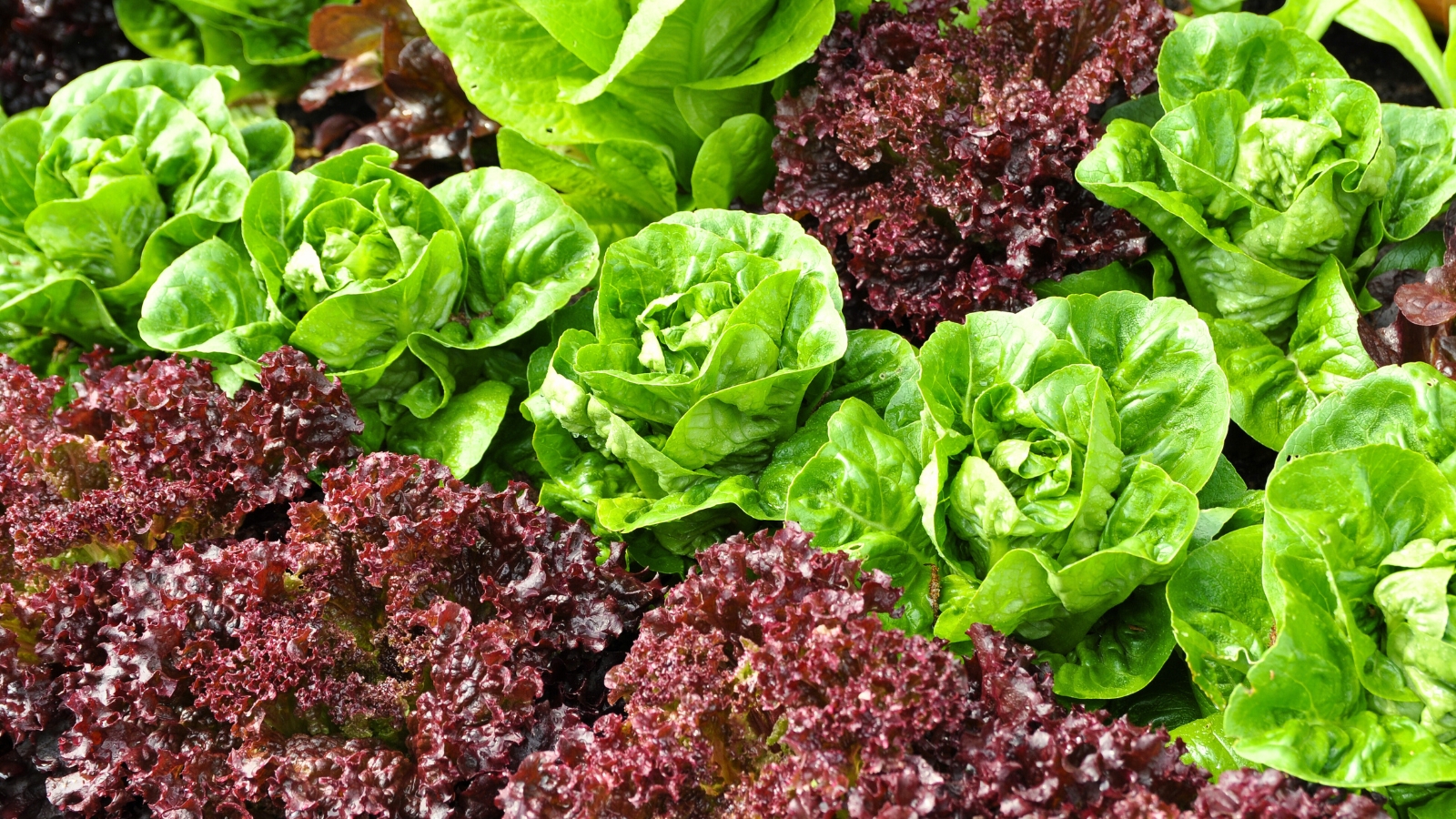 Lettuce varieties, including head lettuce and red romaine, growing in a garden bed with vibrant green and reddish-purple leaves.