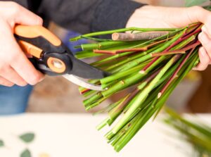 A woman uses pruning shears to trim flowers, carefully cutting the stems to extend their lifespan.