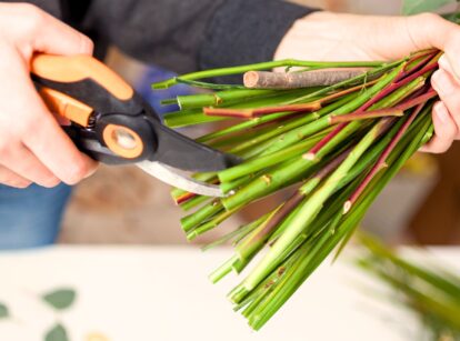 A woman uses pruning shears to trim flowers, carefully cutting the stems to extend their lifespan.