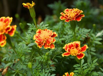 Marigolds growing in a garden bed, featuring vibrant orange and yellow flowers with lush green, fern-like leaves.