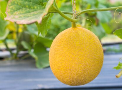 Melon growing in a garden bed, with large green leaves and a ripe, round fruit with bright yellow peel.