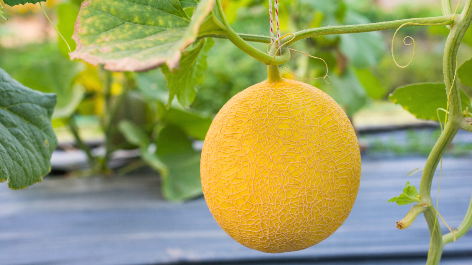 Melon growing in a garden bed, with large green leaves and a ripe, round fruit with bright yellow peel.