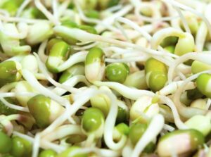 Close-up of sprouted mung beans showing small, delicate roots.