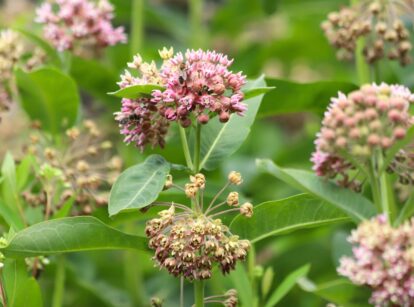 Milkweed plant growing in a garden bed, with broad green leaves and clusters of pink flowers.