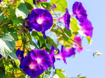 Close-up of a morning glory flower blooming in a garden, showing its vibrant purple petals and green leaves.