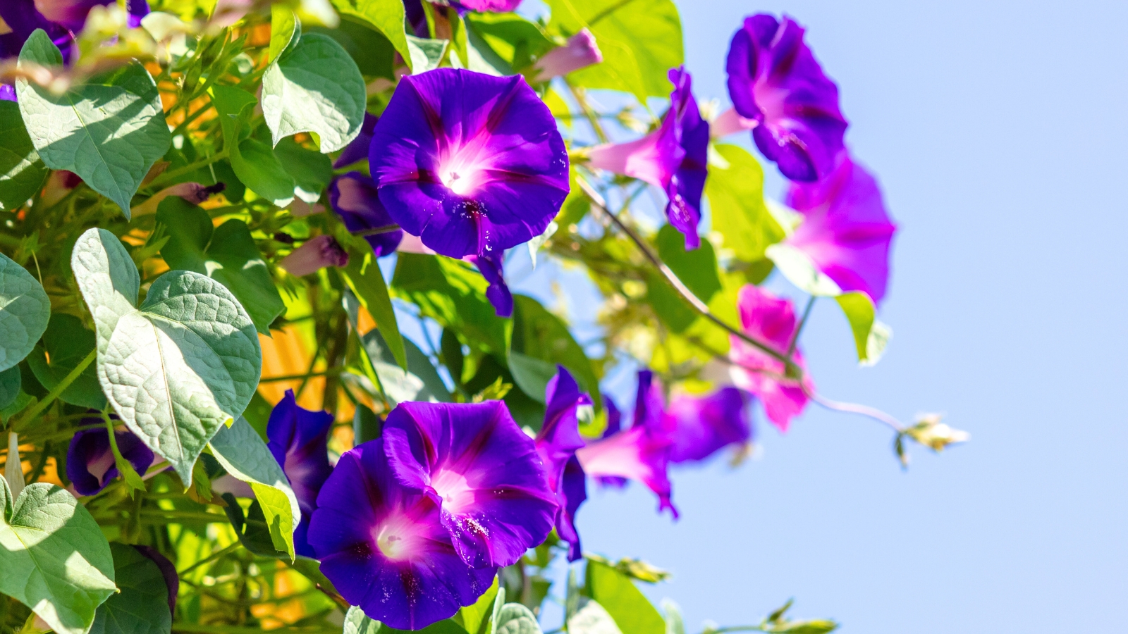 Close-up of a morning glory flower blooming in a garden, showing its vibrant purple petals and green leaves.