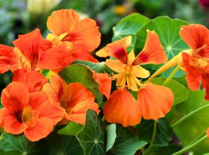 Close-up of red and orange nasturtium flowers with vibrant petals.