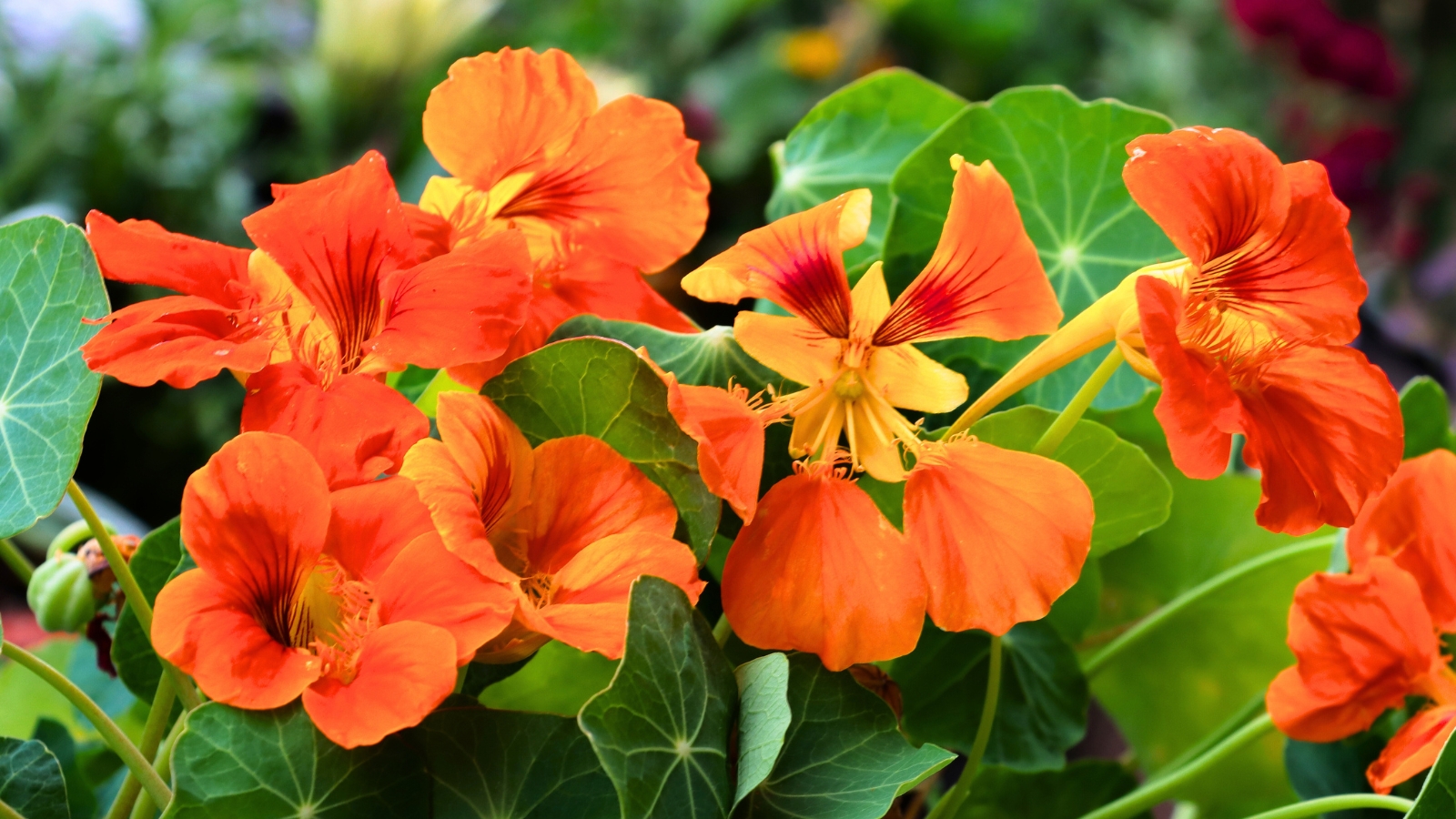 Close-up of red and orange nasturtium flowers with vibrant petals.