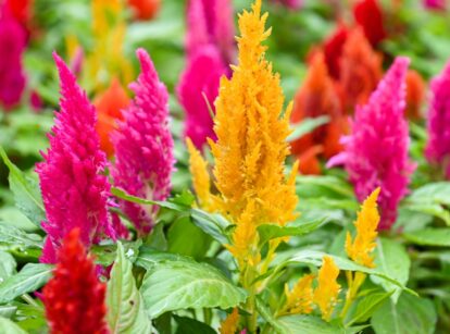 Pampas Plume Tall Blend Celosia with feathery, pink, yellow, and purple blooms on tall, slender stems.