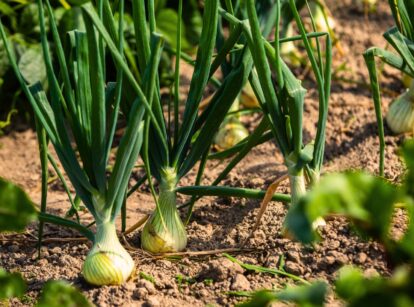 Growing onions in the garden with green shoots and bulb development.