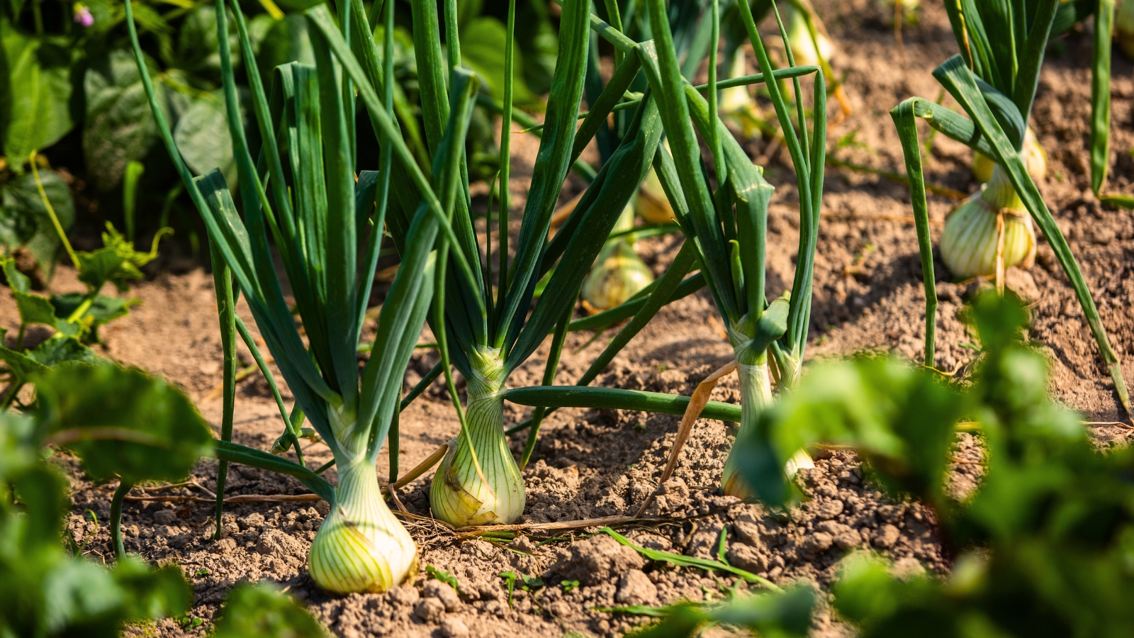 Growing onions in the garden with green shoots and bulb development.