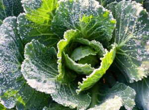 Cabbage leaves covered with a layer of frost in a winter garden.