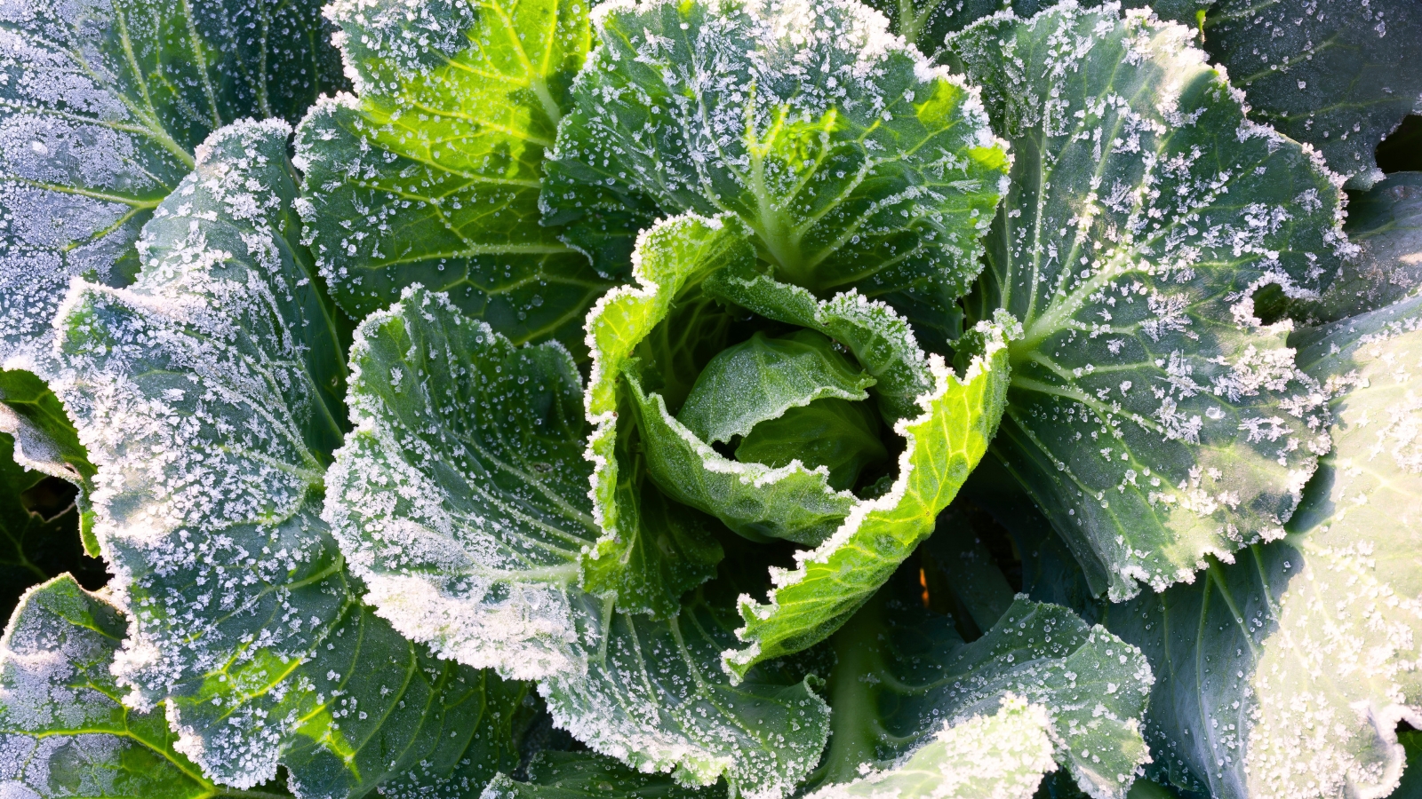 Cabbage leaves covered with a layer of frost in a winter garden.